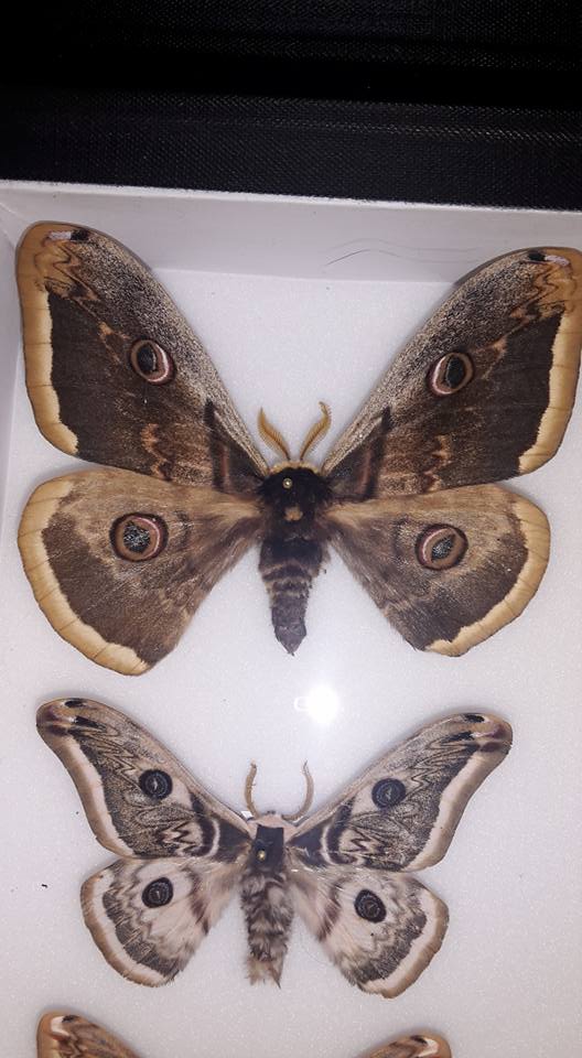 Saturnia pyri pair (female aberrant possible gynandromorph) [Internet image property of respective owner, non commercial use only]